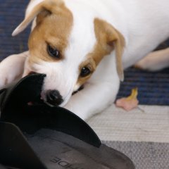DSC00419 