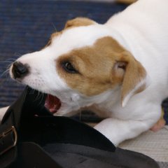 DSC00420 