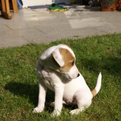 DSC00462 