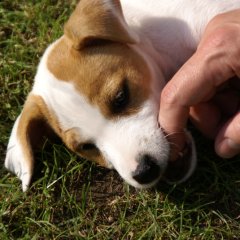 DSC00509 