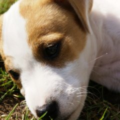 DSC00513 