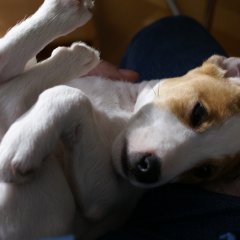 DSC01003 